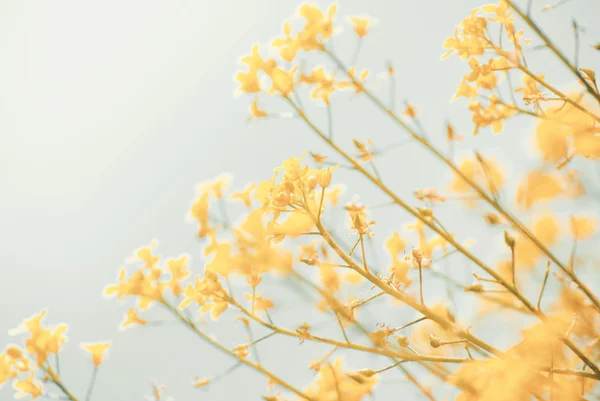 Aceite de colza amarillo (canola ) —  Fotos de Stock