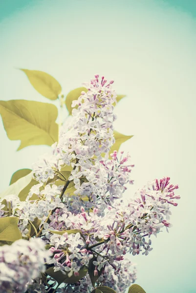 Blue lilac in green leaves — Stock Photo, Image