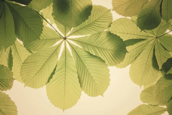 春に分離された緑栗の葉 — ストック写真