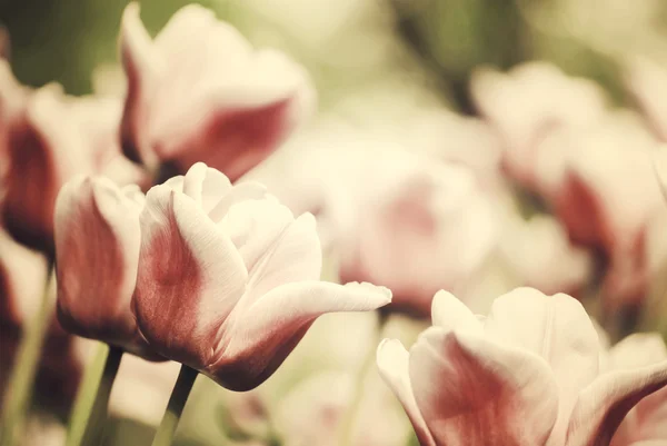 Фиолетовые тюльпаны, весна, яркий, макрос — стоковое фото