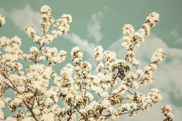 Bloeiende appelboom, Lentebloemen — Stockfoto