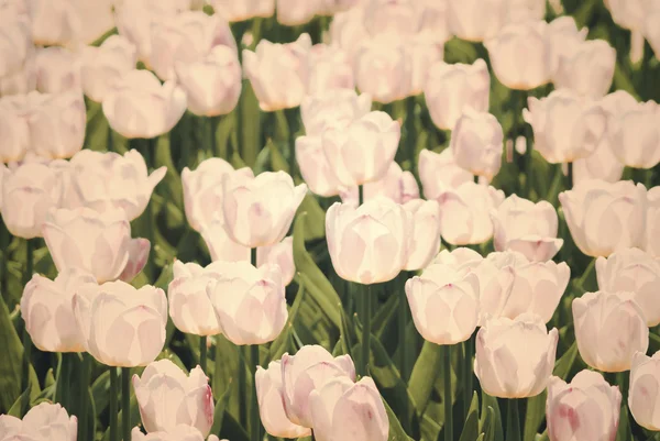 Много светло-лиловых тюльпанов весной — стоковое фото