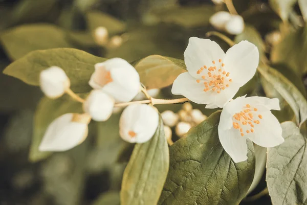 Flor de jasmim e folhas verdes — Fotografia de Stock