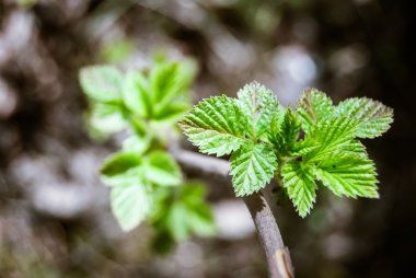 yeşil tomurcukları