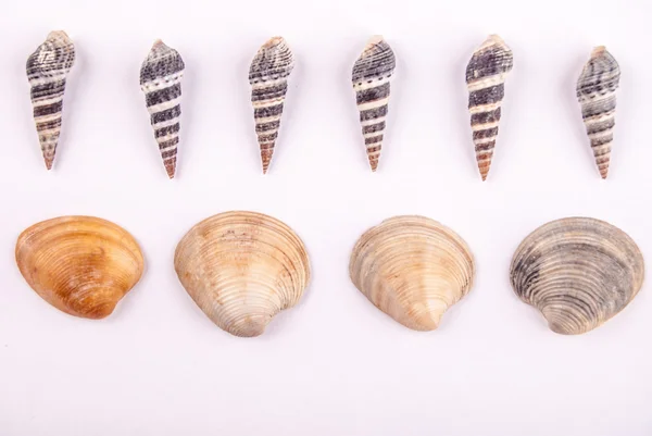 Shells — Stock Photo, Image