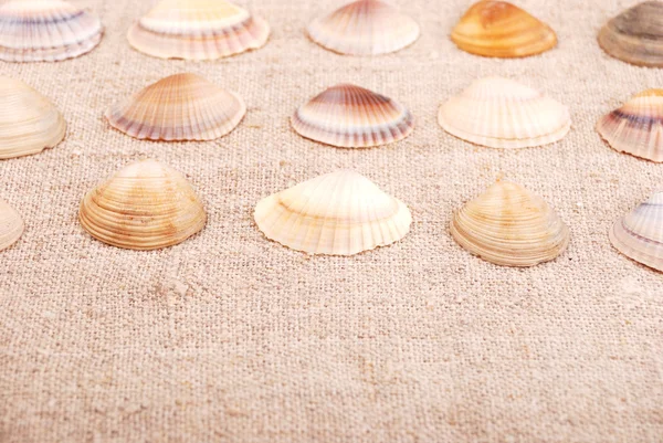 Shells — Stock Photo, Image