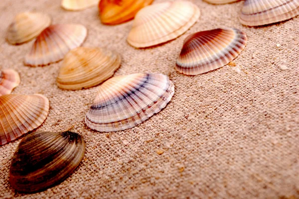 Shells — Stock Photo, Image