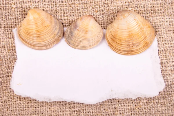 Shells — Stock Photo, Image