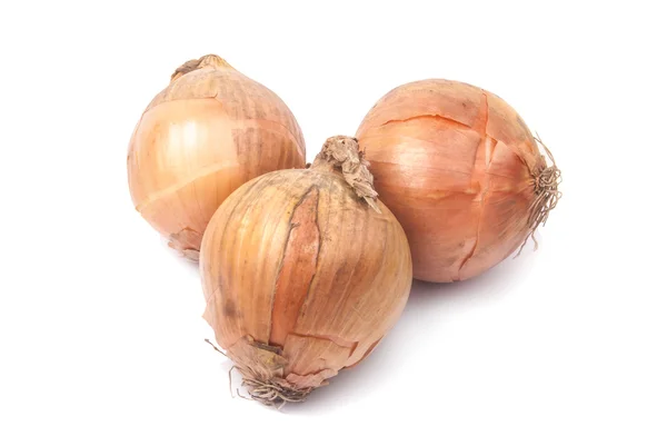 Onion — Stock Photo, Image