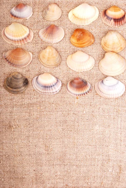 Shells — Stock Photo, Image