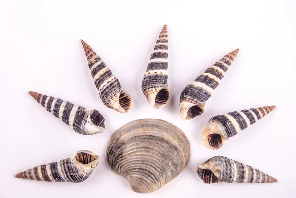 Shells — Stock Photo, Image