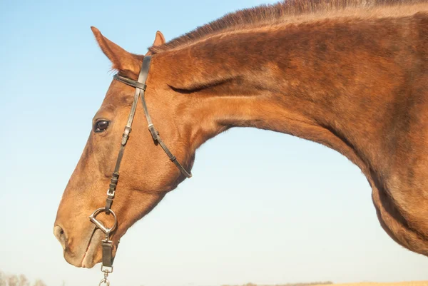 Horse — Stock Photo, Image