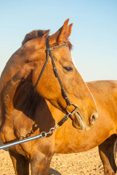 Häst — Stockfoto