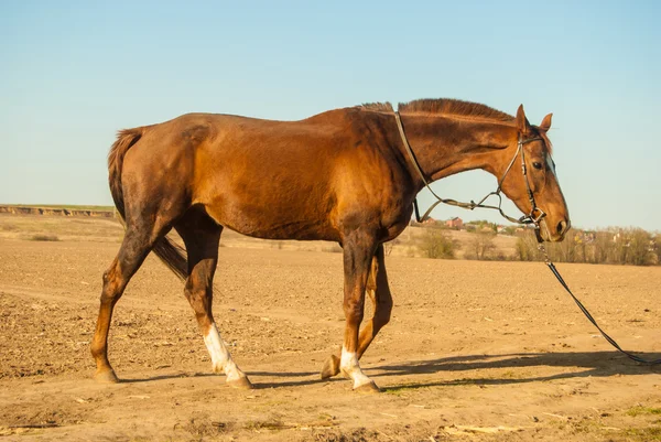 Horse — Stock Photo, Image