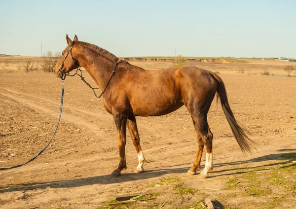 Pferd — Stockfoto