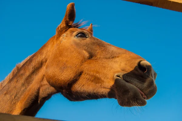 Häst — Stockfoto