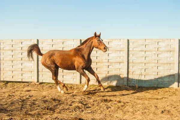 Horse — Stock Photo, Image