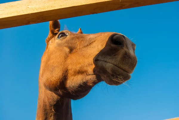 Horse — Stock Photo, Image