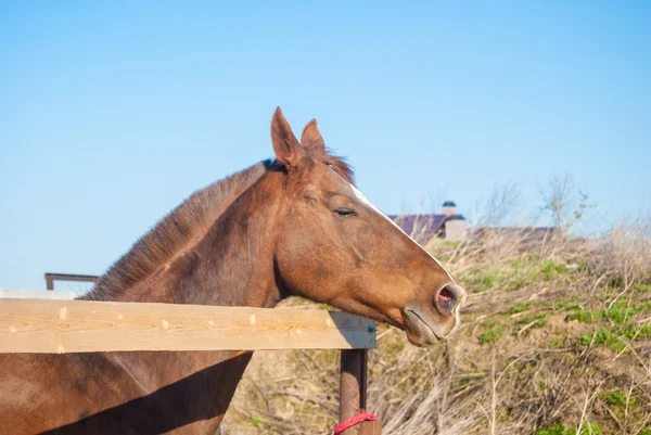 Cavallo — Foto Stock