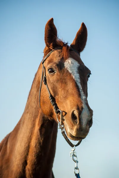 Pferd — Stockfoto