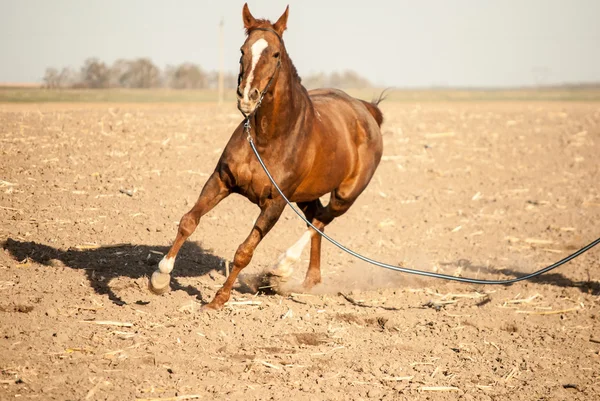 Cavallo — Foto Stock