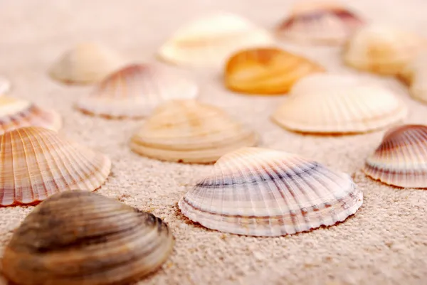 Conchas — Fotografia de Stock