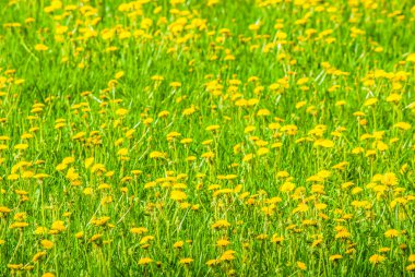 Sarı dandelions bahar
