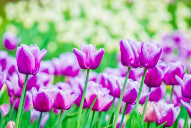 canlı Menekşe lale, Bahar