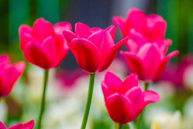 Bahar içinde ihale kırmızı laleler