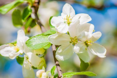 çiçek açması elma ağacı, bahar çiçekleri