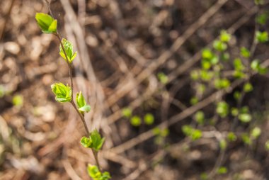 yeşil tomurcukları