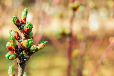 yeşil tomurcukları