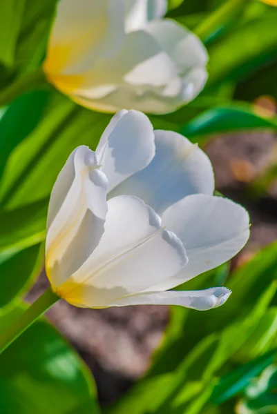 Tulipas brancas na primavera — Fotografia de Stock