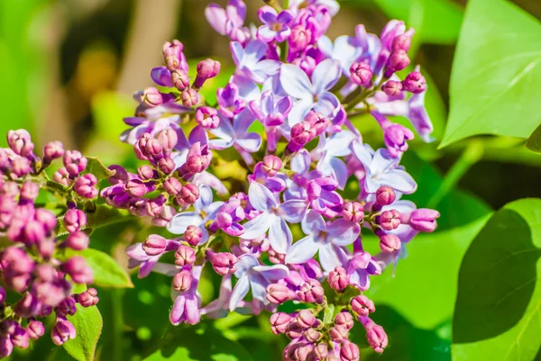 Lila bloemen van licht paarse kleur — Stockfoto