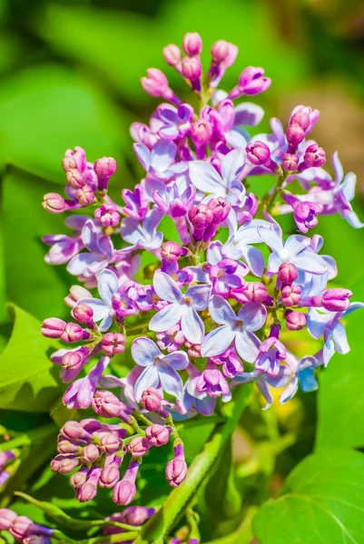 光紫色のライラックの花 — ストック写真