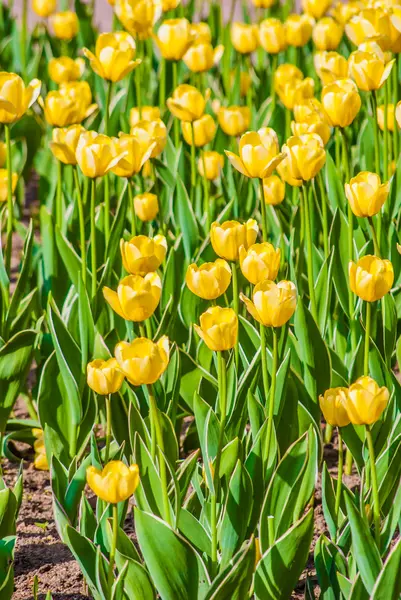 Gule tulipaner sollys om foråret - Stock-foto