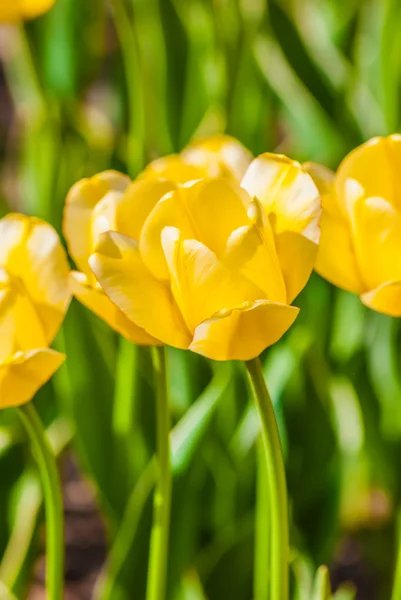 Gelbe Tulpen im Frühling — Stockfoto