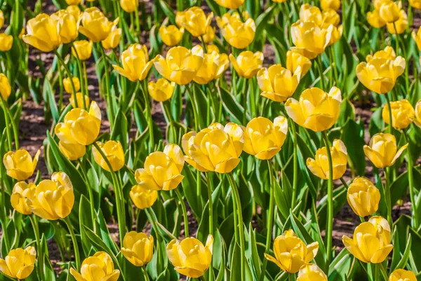 Gelbe Tulpen im Frühling — Stockfoto