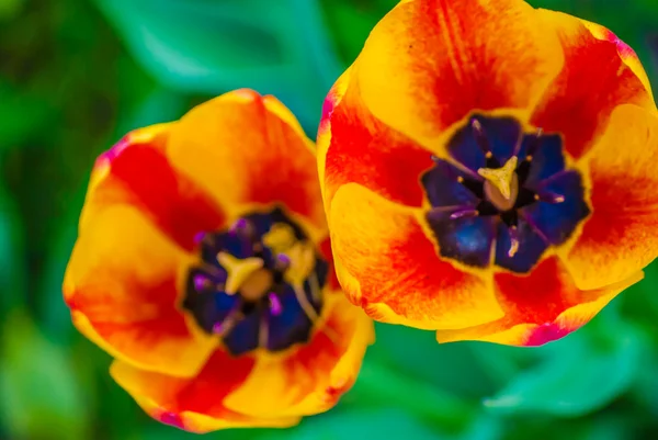 Dwa paski pomarańczowy tulipany, makro — Zdjęcie stockowe