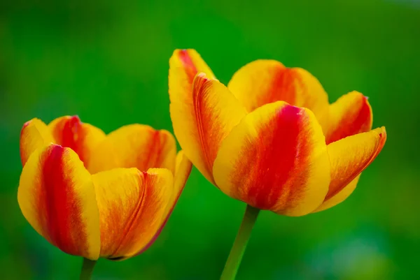 Duas tulipas laranja listradas, macro — Fotografia de Stock