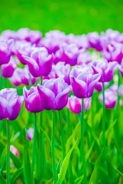 Яркие фиолетовые тюльпаны, весна — стоковое фото