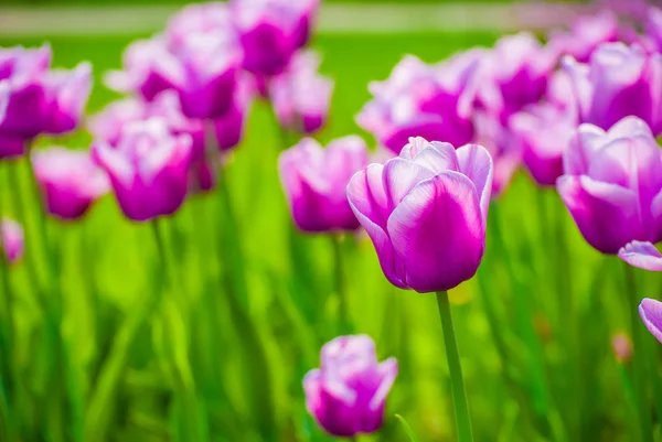 Tulipas violetas vivas, primavera — Fotografia de Stock