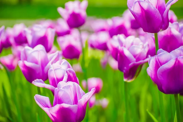 Lebhafte violette Tulpen, Frühling — Stockfoto