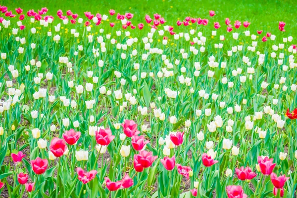 Tender scarlet tulips in springtime — Stock Photo, Image