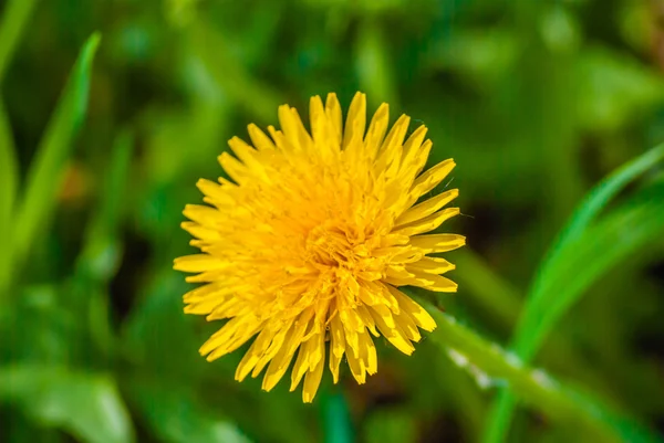 Diente de león amarillo en primavera — Foto de Stock