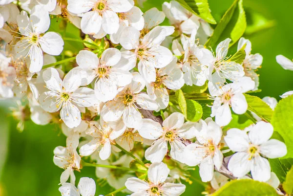 Pommier en fleurs, fleurs printanières — Photo