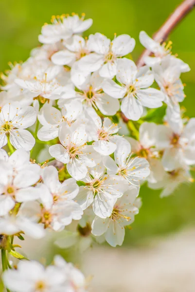 Pommier en fleurs, fleurs printanières — Photo