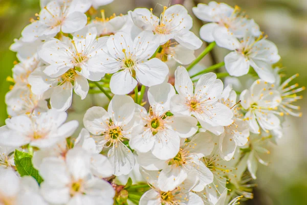 Blossoming apple tree, spring flowers — Stock Photo, Image