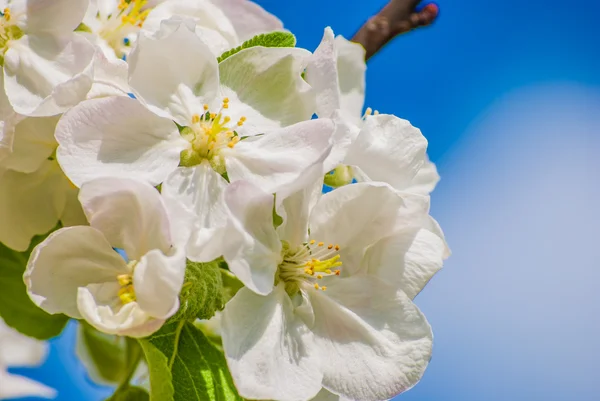 Manzano en flor, flores de primavera —  Fotos de Stock