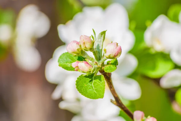 Manzano en flor, flores de primavera —  Fotos de Stock